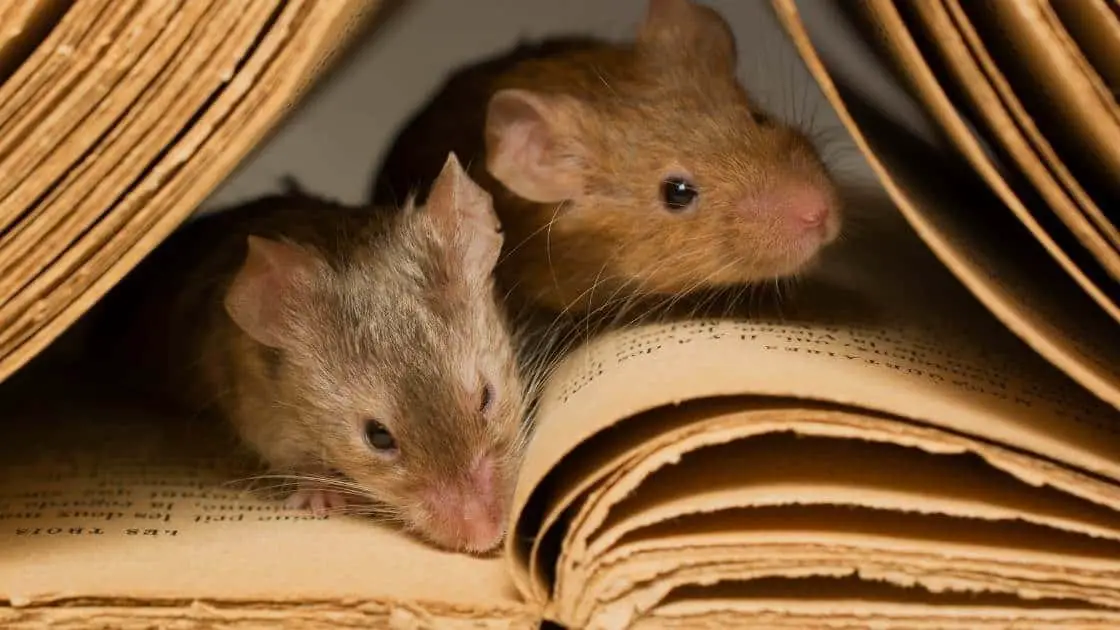 Can I Break My Lease Due to Mice? [Answered, With Tips on How to Do It]