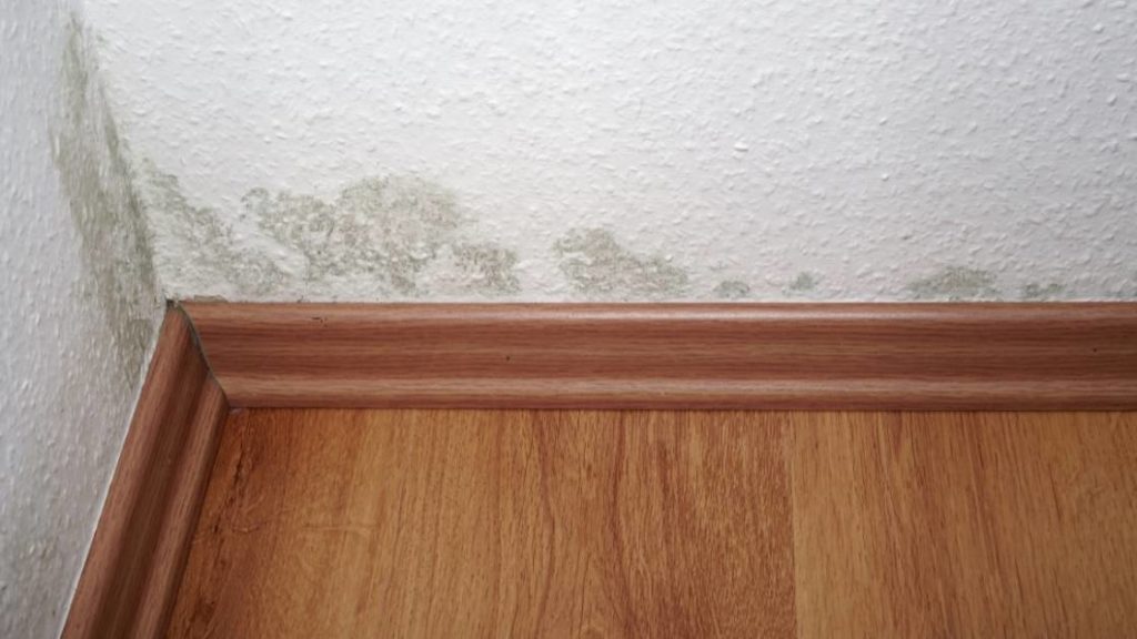 image of mold in corner of room