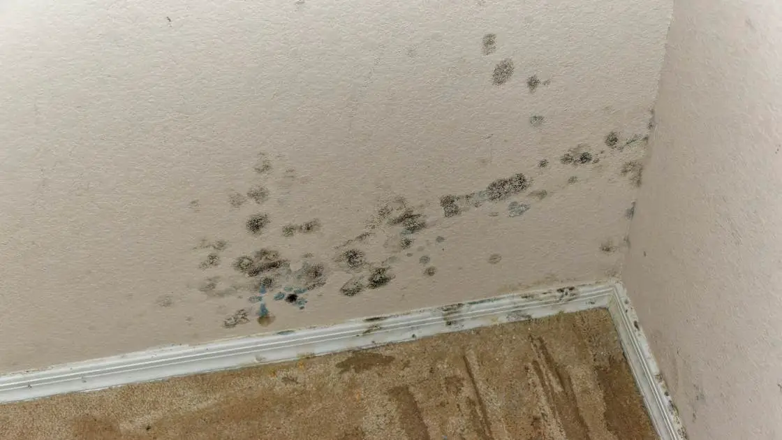 Can My Landlord Blame Me for Mold? (What You Need to Know as a Renter)