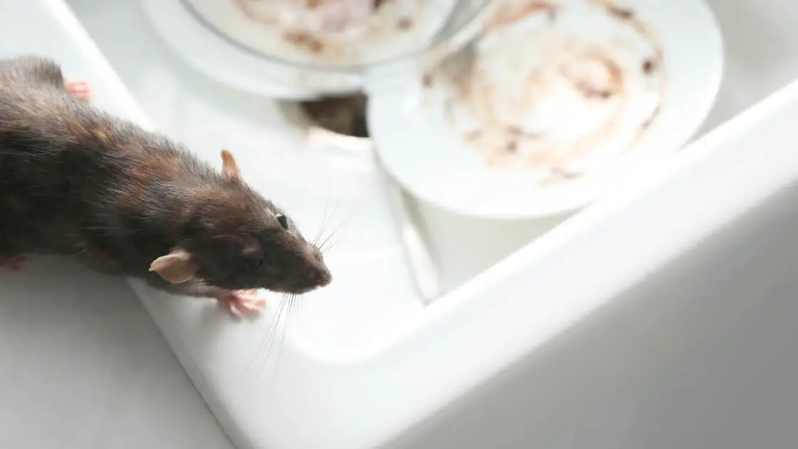 Can I Sue My Landlord For a Mouse Infestation? [Answered With Tips on How]