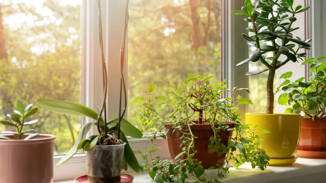Gardening in an Apartment Without a Balcony [5 Creative Options That Work]