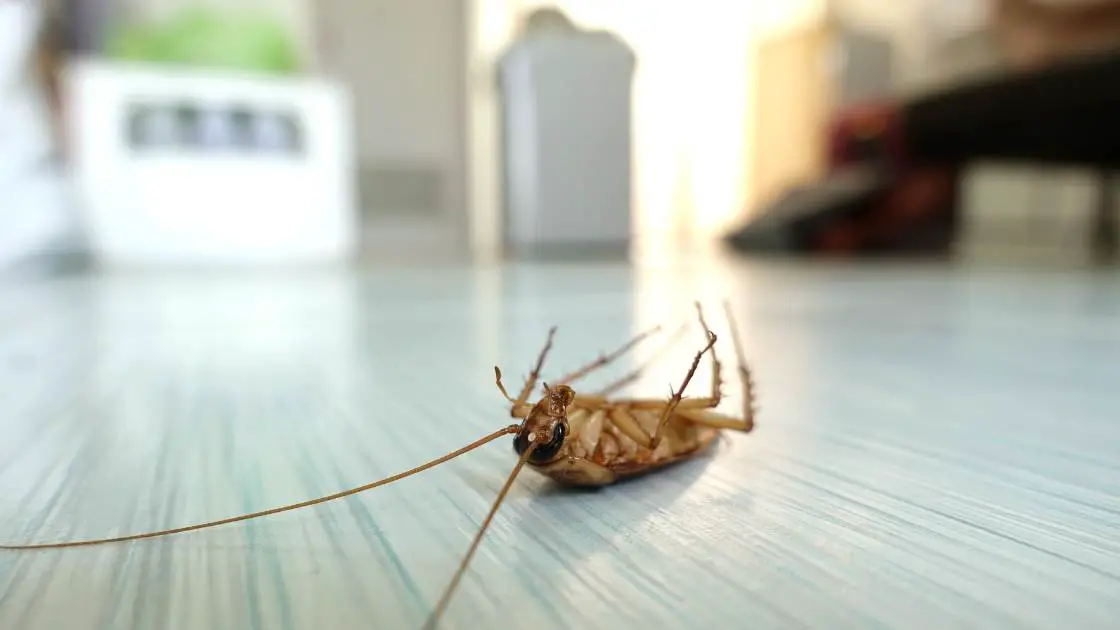 Does Having Roaches Mean My House is Dirty?